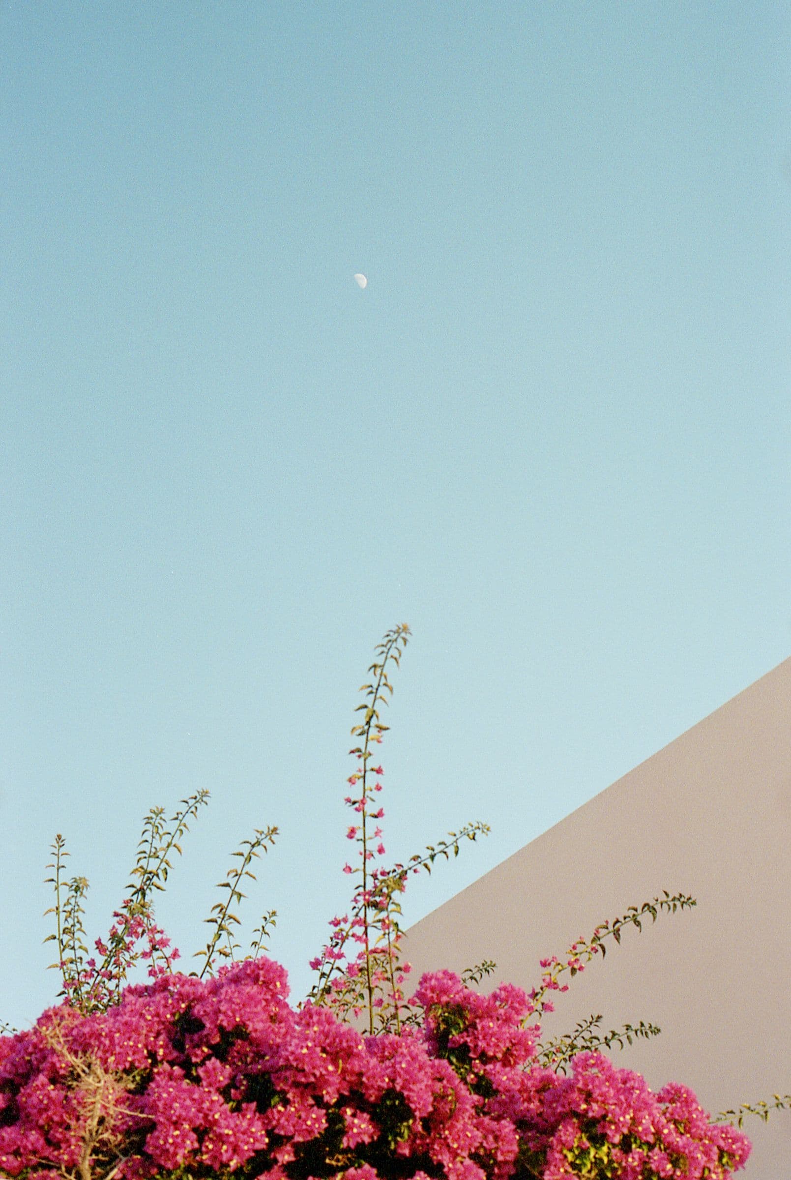 Flowers and Moon, Ischia, Italy, 2018