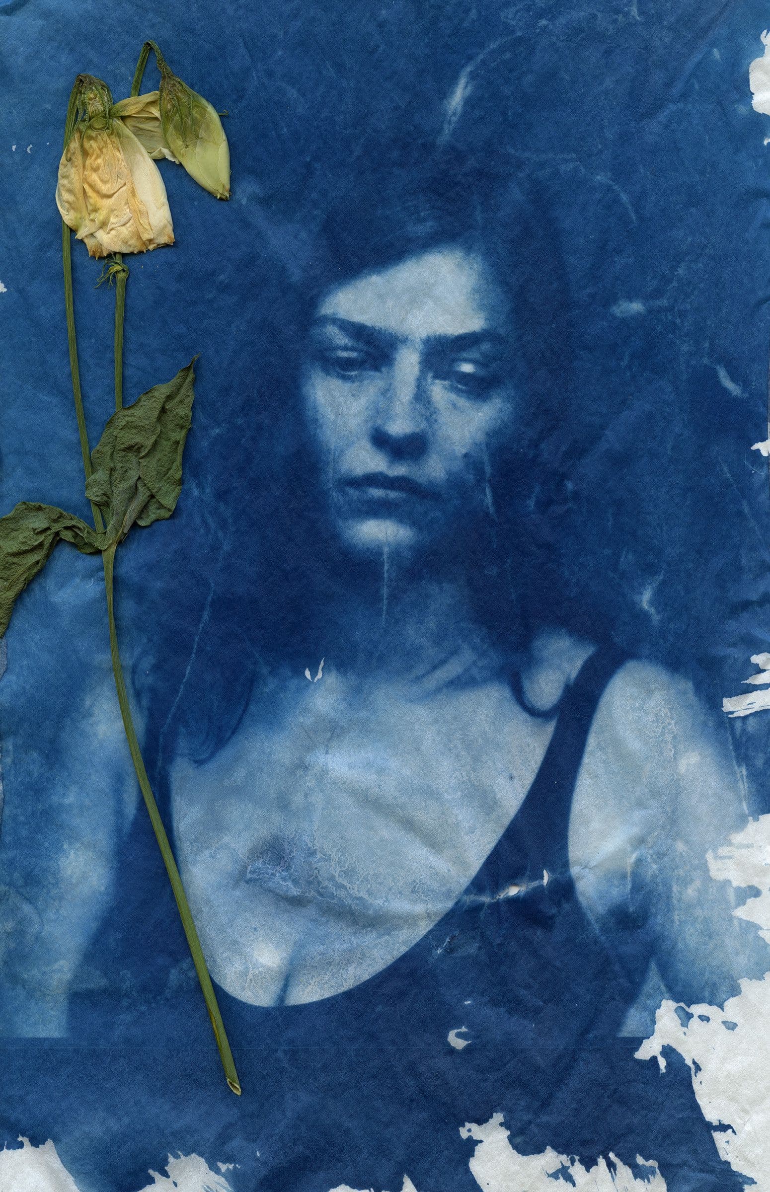 Cyanotype of Amber Anderson by Michael Chalmers, September 2023